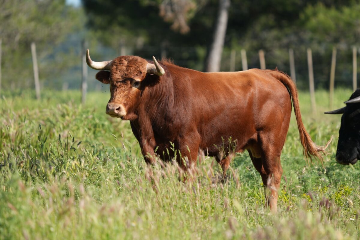 Los novillos galos para la novillada de la Romería de Mauguio