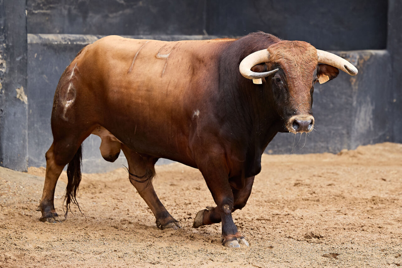 Seis de Albarreal para la novillada picada de Sevilla