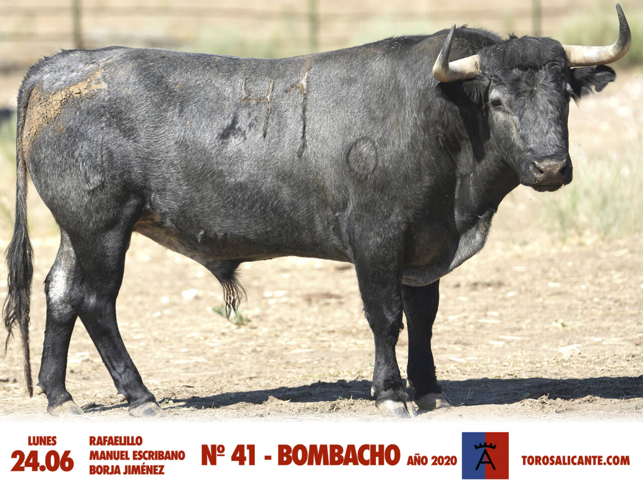 De Boliviano a Cobrador: los victorinos para Hogueras, uno a uno