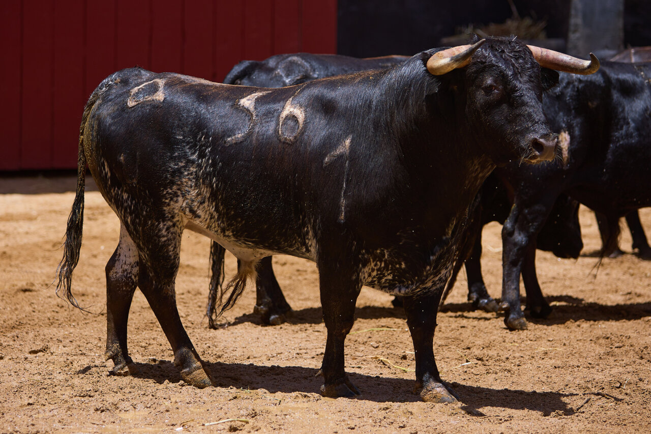Dos Chismosos de Chamaco para la quinta novillada de Sevilla