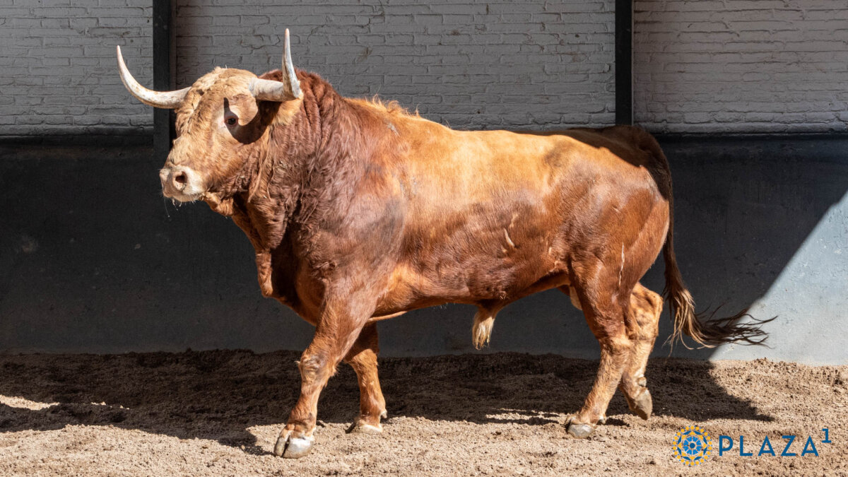 Cinco de Pedraza de Yeltes y uno de Torrestrella para la cita de hoy en Las Ventas