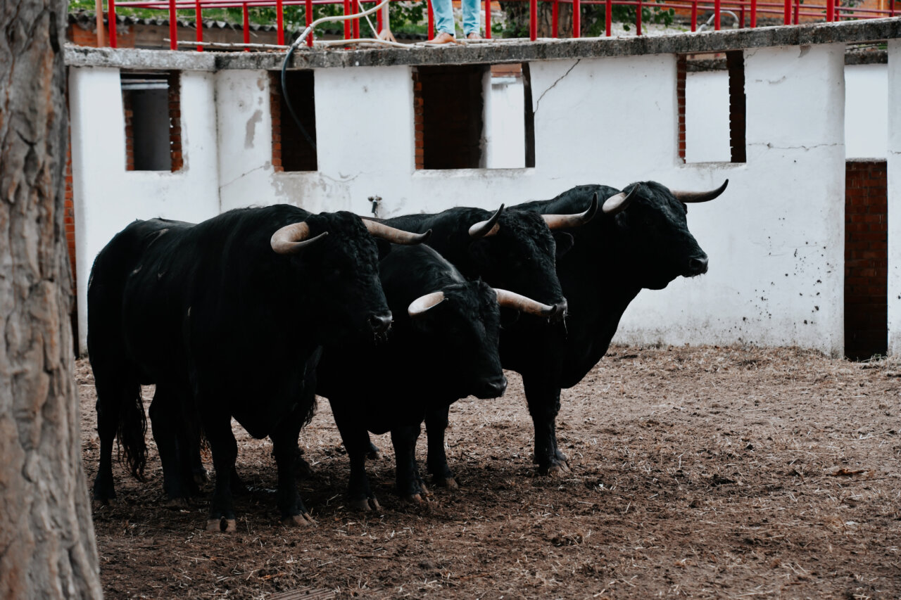 Ismael Martín toma la alternativa en Burgos con Burgalés