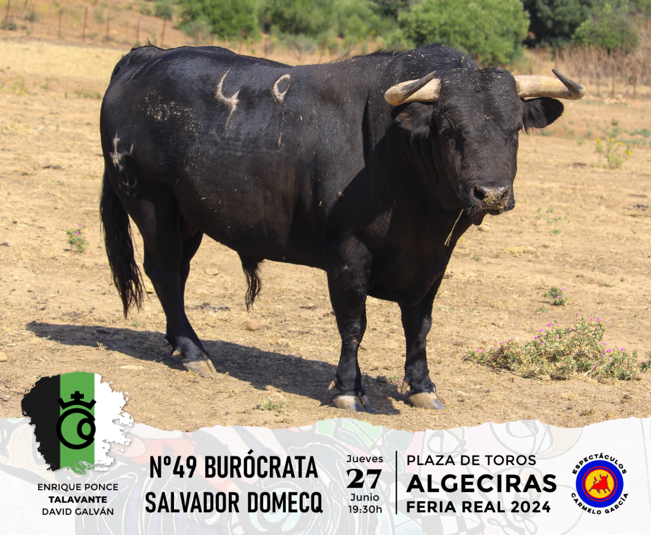Los toros de la concurso de ganaderías para el adiós de Ponce a Algeciras