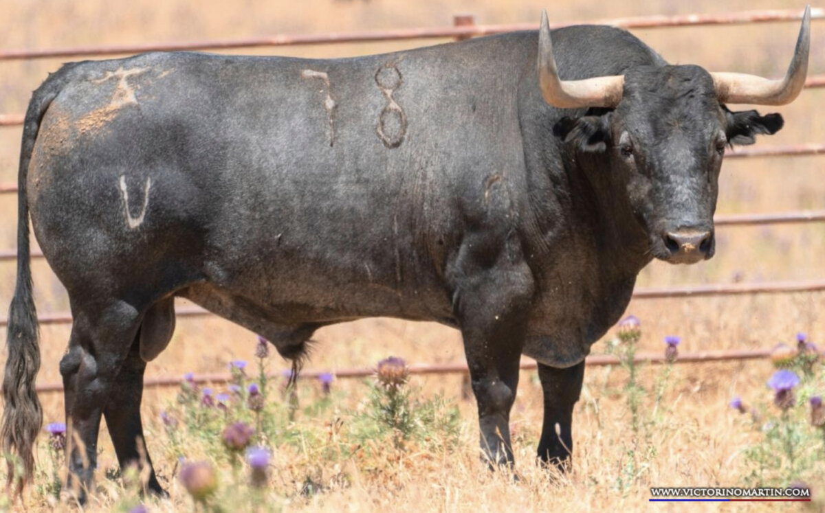 Así es la seria corrida de Victorino Martín para la Corrida de la Prensa