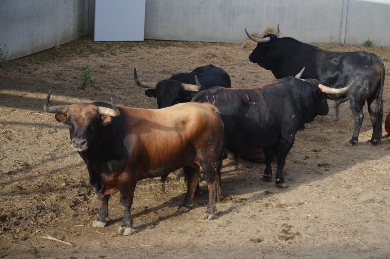 Los toros de La Palmosilla llegan a los Corrales del Gas