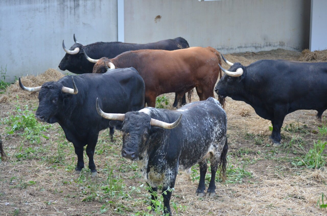 Los corrales del Gas de Pamplona se llenan: llegan los toros de Victoriano del Río