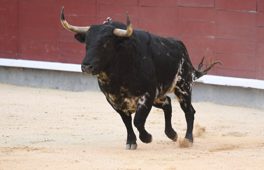 “Bastonito”, de Baltasar Ibán, XXXVI Trofeo del Consejo General de veterinarios de España