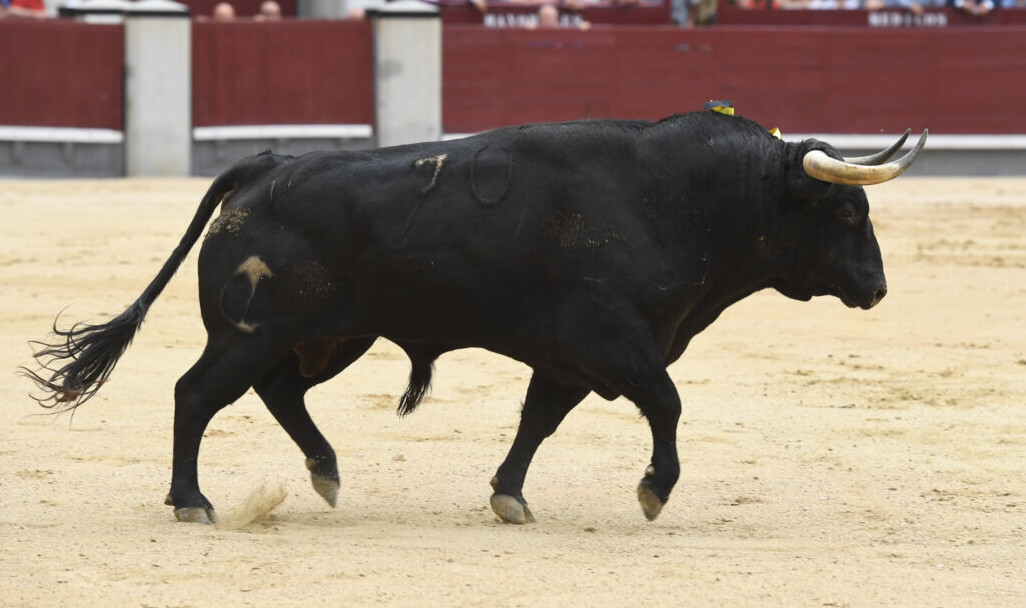 Un Dulce de Victoriano del Río de vuelta al ruedo (la Corrida de la Cultura, en imágenes)