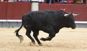 Bromista, de Garcigrande, un toro bravo. Foto: Javier Arroyo