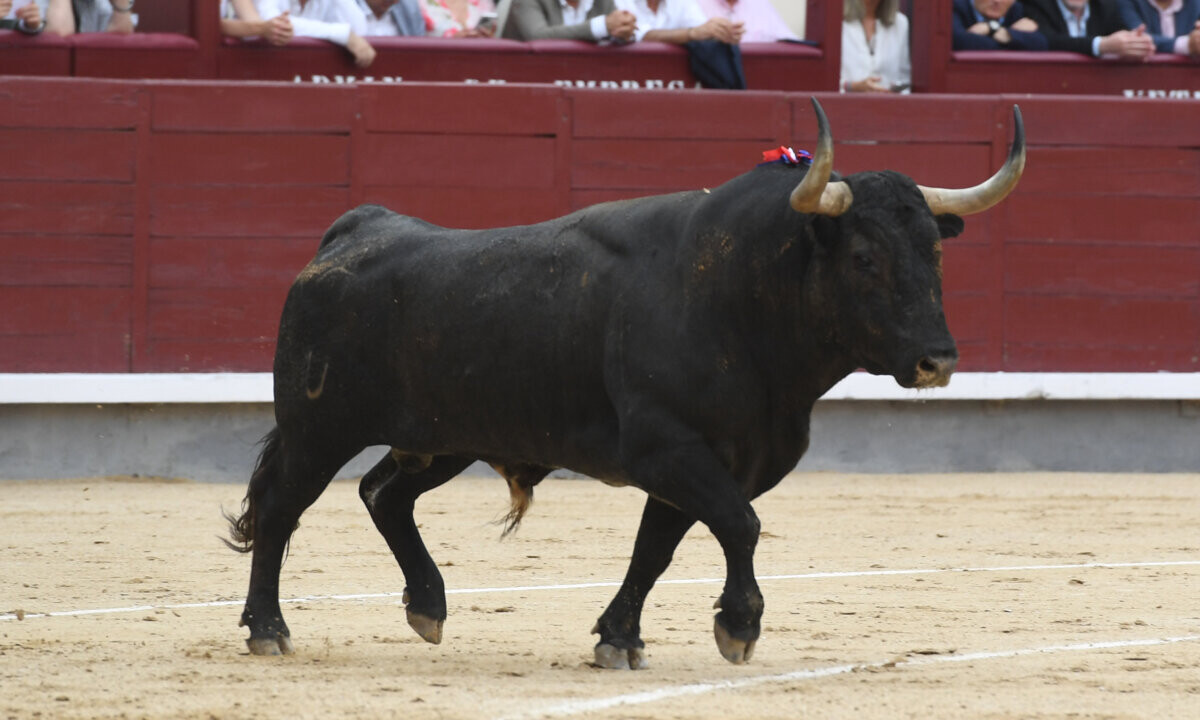 Los victorinos: serios por fuera y duros por dentro (la Corrida de la Prensa, en vídeo)