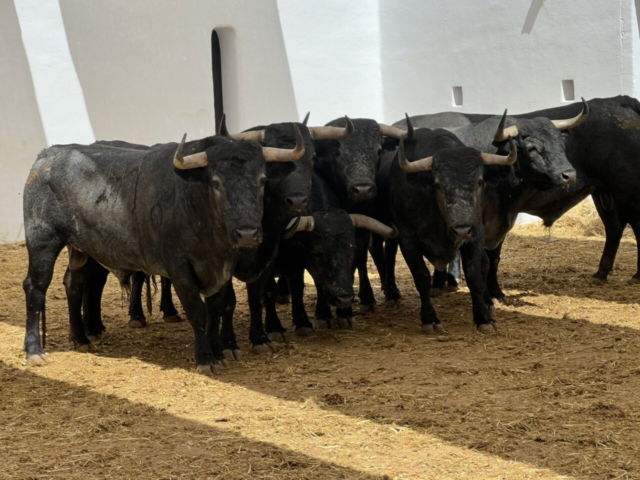 De Disparate a Cobrador, los seis victorinos de hoy en Alicante