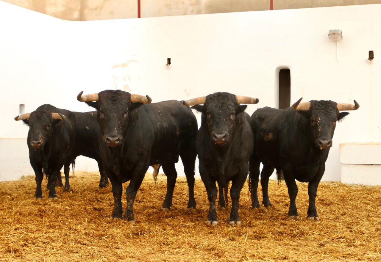 Laminado, de Fuente Ymbro, inaugura la tarde en Alicante