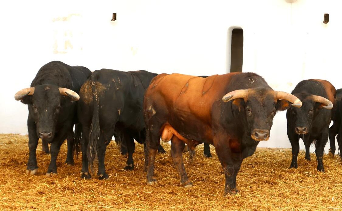 Seis de Zacarías Moreno para esta tarde en Alicante