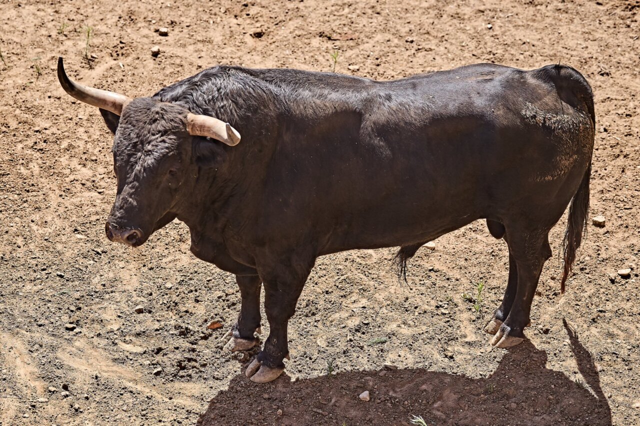 Dos de San Pelayo y cuatro de Hnos. García Jiménez para la primera de Badajoz