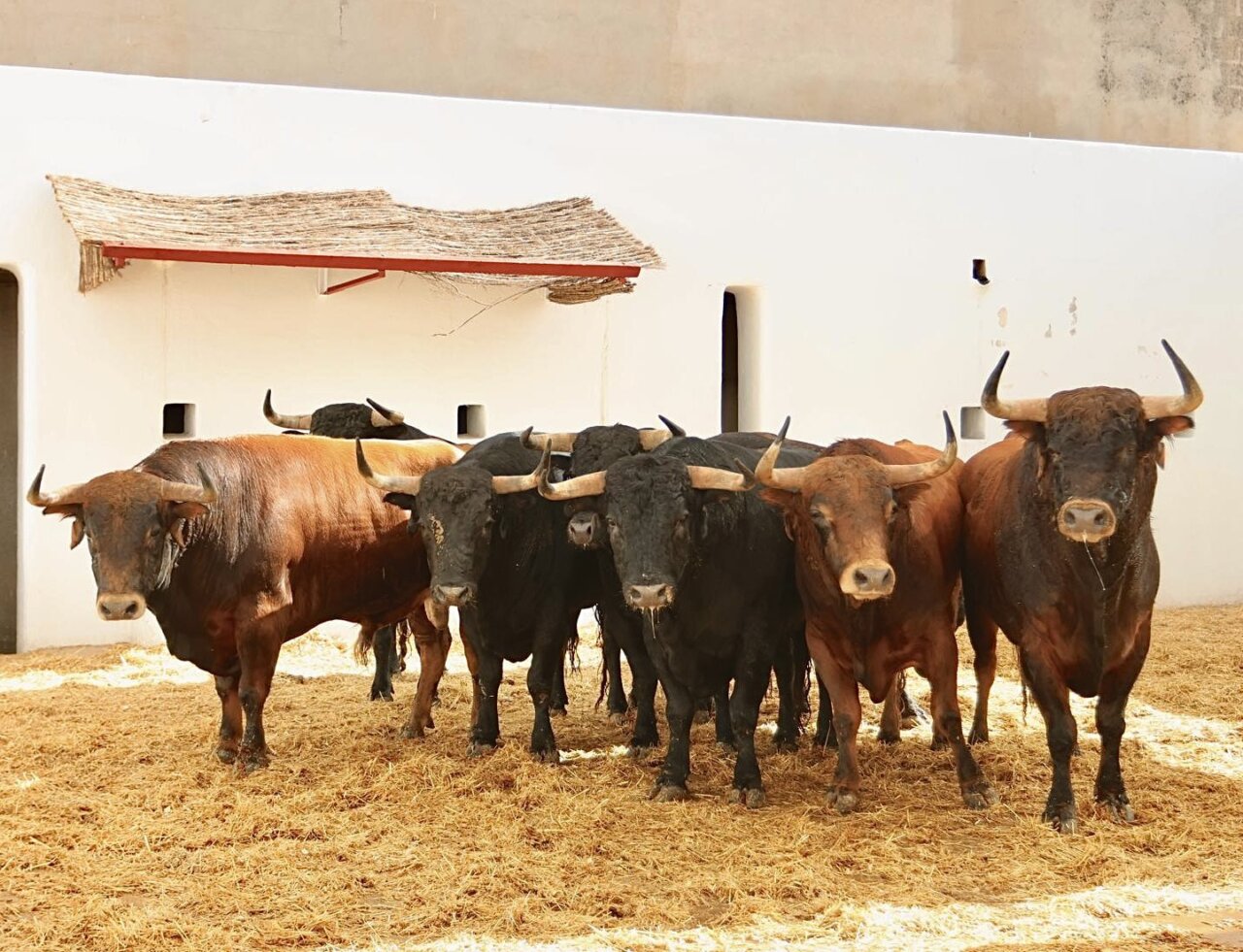 Tirachinas, de Daniel Ruiz, toro de la despedida de Enrique Ponce de Alicante