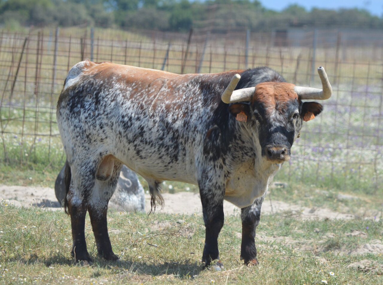 Los toros del debut de Peñajara en el Suroeste francés