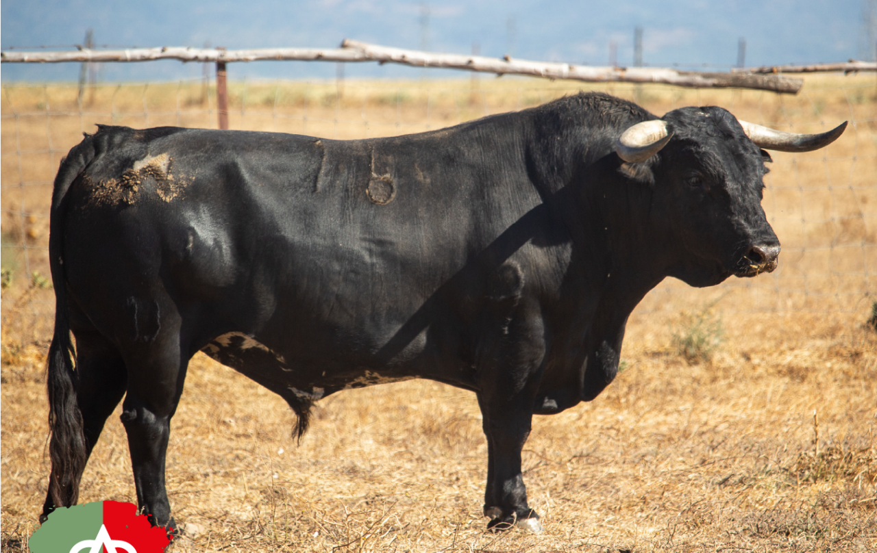De Pañolero a Pañoleto, los seis miuras para hoy en Algeciras
