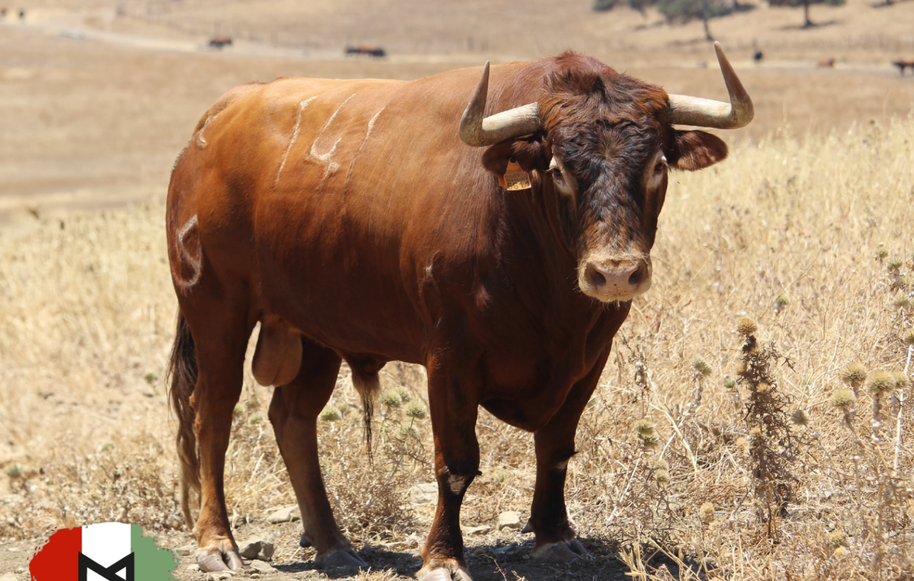 Los toros de Fermín Bohórquez y Núñez del Cuvillo para Algeciras