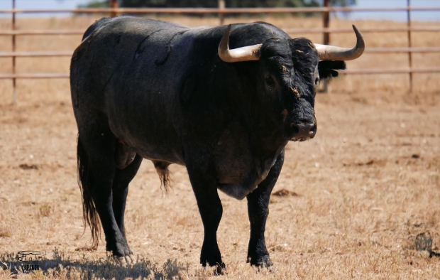 Pilar Martín: "La corrida de Alicante viene muy abierta de sementales"
