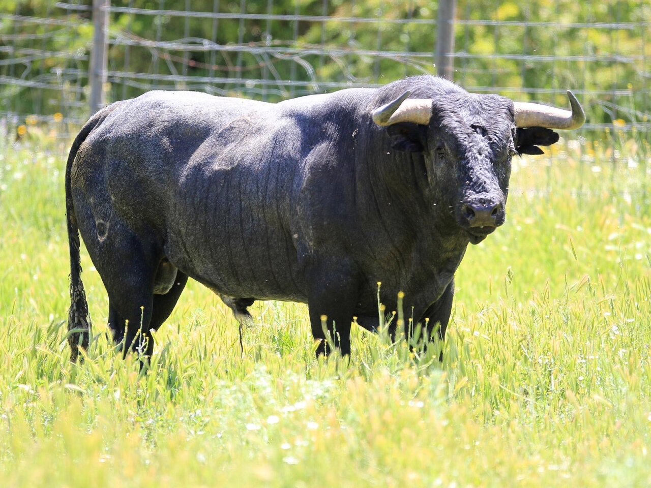 Los toros del debut de Valdellán en el Coliseum de Burgos