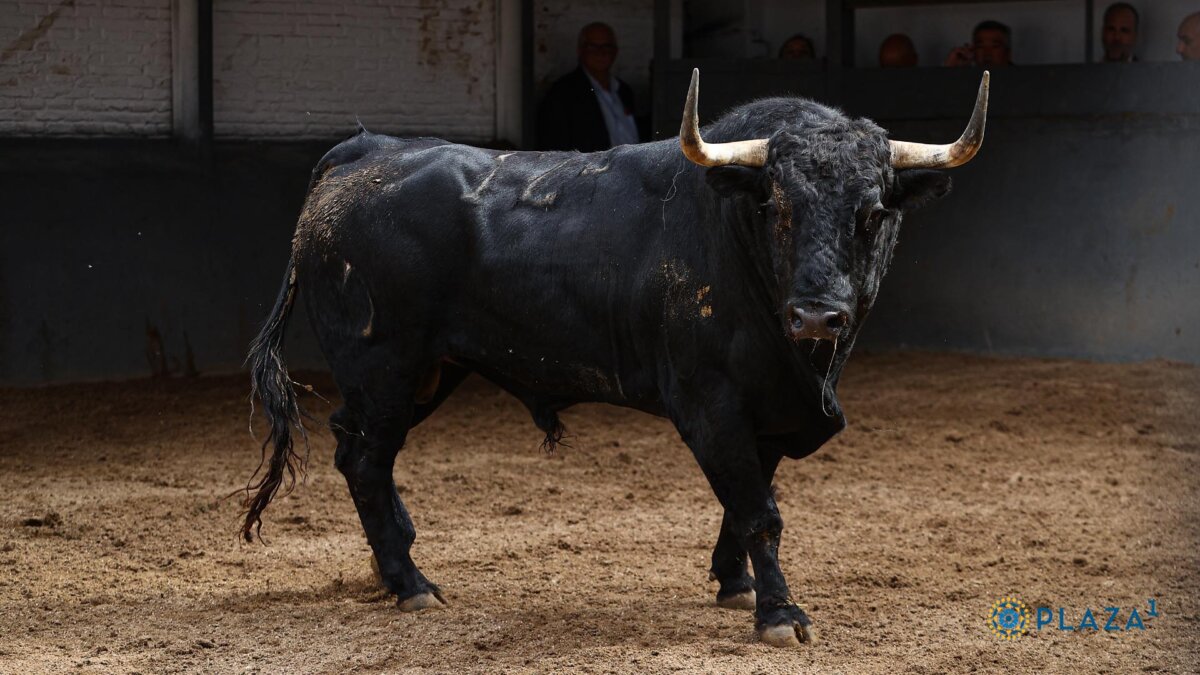 Un Cóndor de Victoriano del Río para Roca Rey en Madrid
