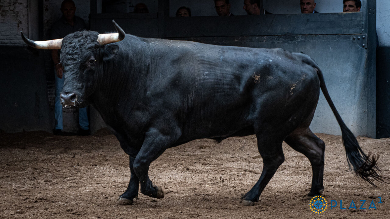 Una novillada de La Guadamilla da inicio al ciclo Cénate Las Ventas