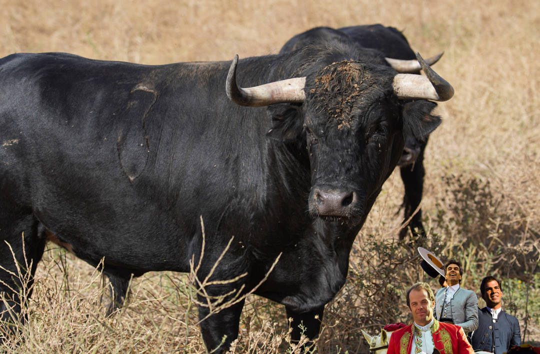 Los toros de Murube para la corrida de rejones de Teruel