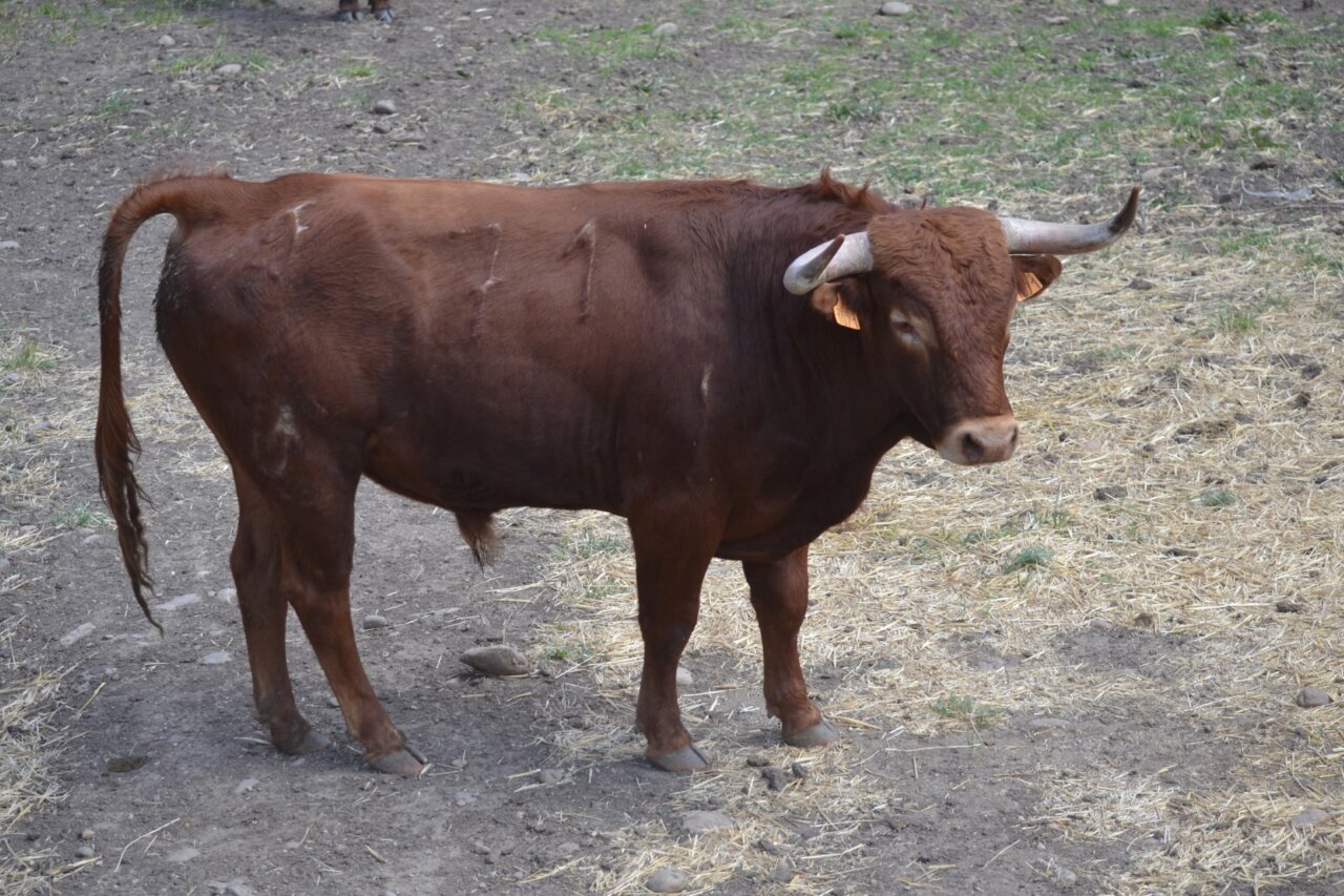 Los novillos de Hermanos Gallon y Blohorn para Tarascon