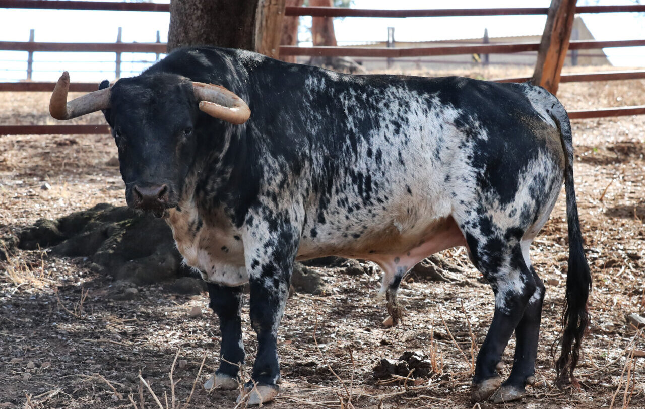 Entipada corrida de Toros de la Plata para este sábado en Arévalo