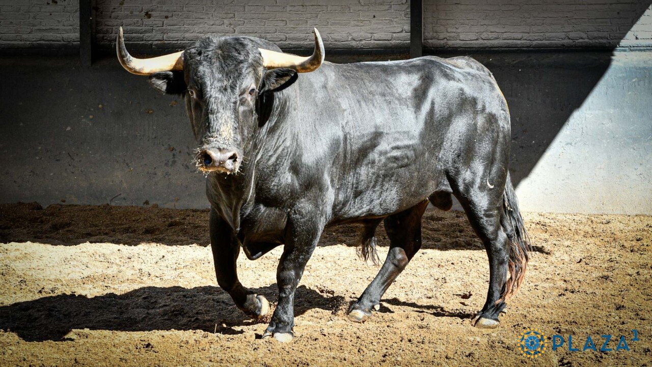 Seis de López Gibaja para la segunda novillada de Cénate Las Ventas