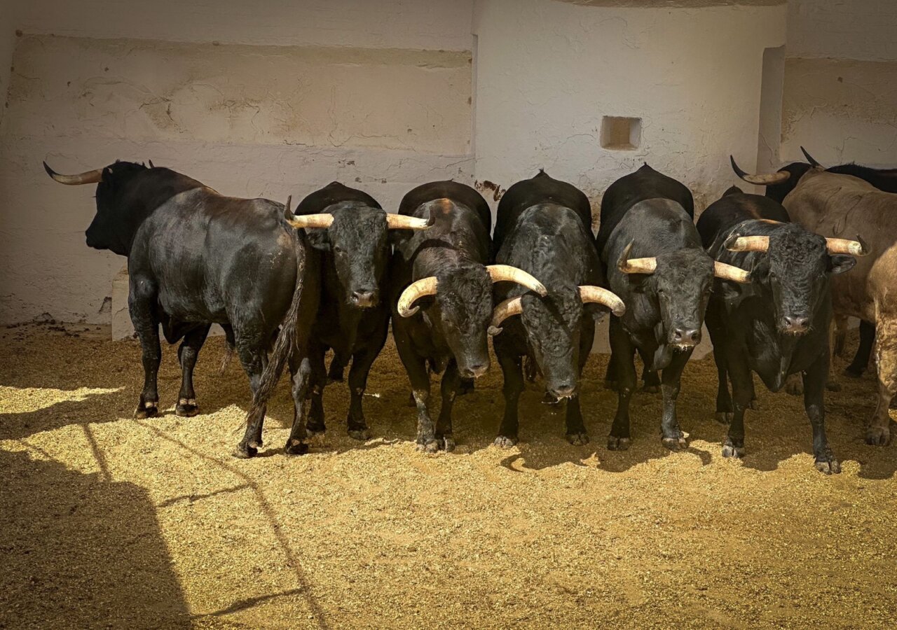 Ponderoso, de Núñez de Tarifa, abre la Feria de Julio de Valencia