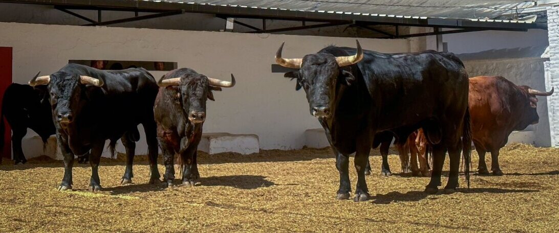 De Soñador a Volador, de Santiago Domecq, para cerrar la Feria de Julio