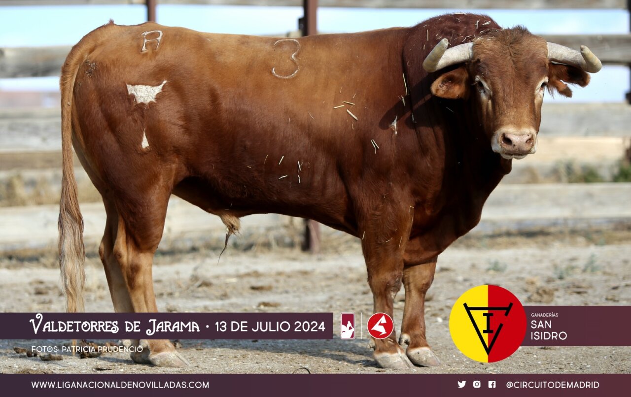 Los novillos de San Isidro, Fernando Guzmán y José González para la final del Circuito de Madrid