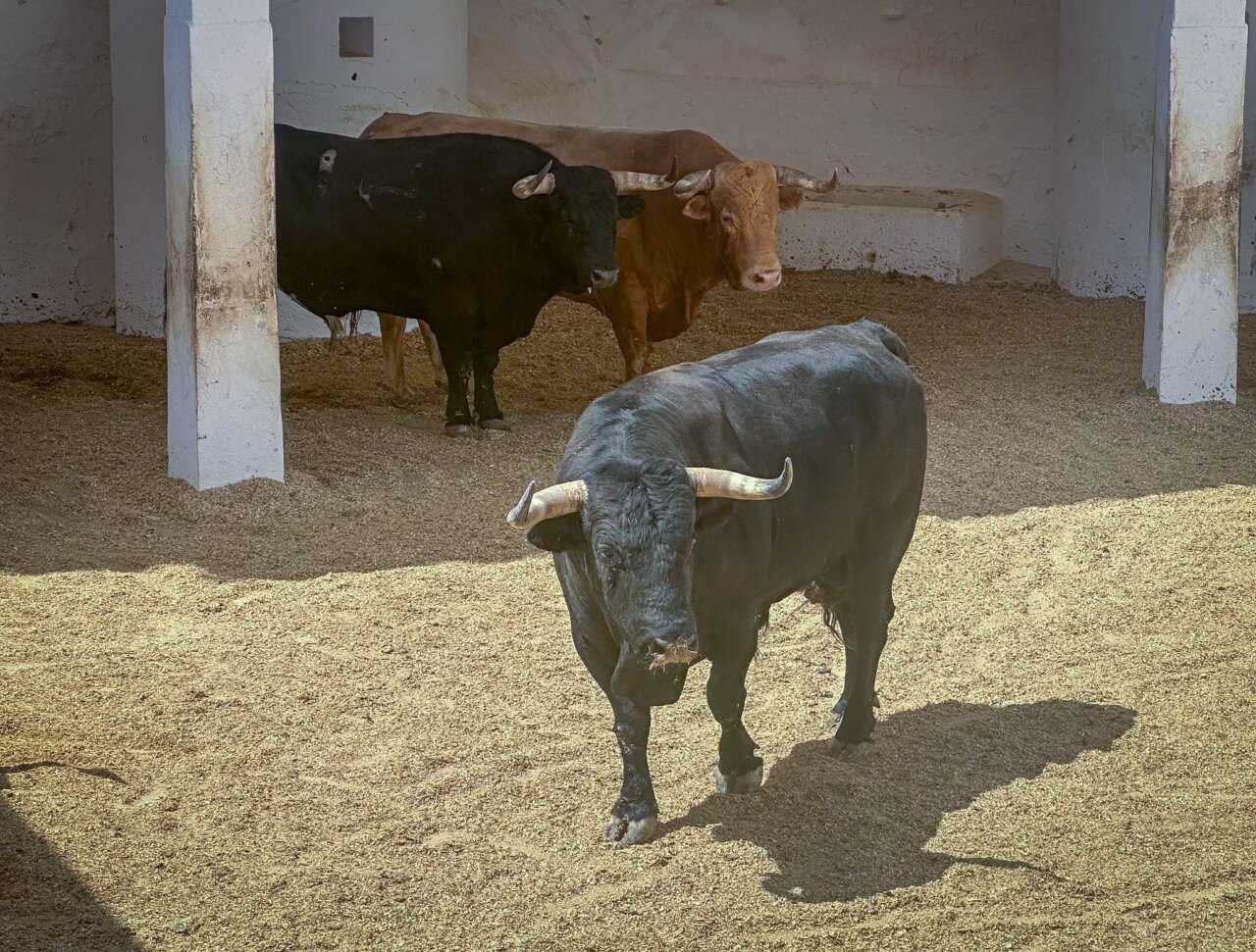 Sorteados los de Los Espartales y Núñez del Cuvillo para la mixta de Valencia