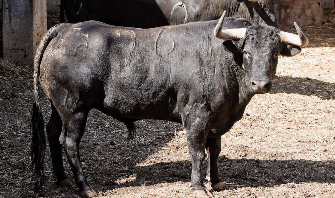 Cinco de Puerto de San Lorenzo y uno de La Ventana del Puerto para la sexta de Santander