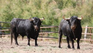 A la izquierda, sin fundas, el número 20, que enamoró en la desencajonada. Foto: Arjona