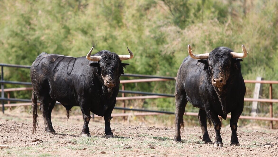Santiago Domecq: Sevilla, Madrid… y ahora Valencia
