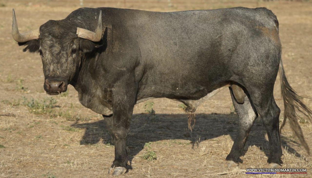 Así es la victorinada para Borja Jiménez en La Línea de la Concepción