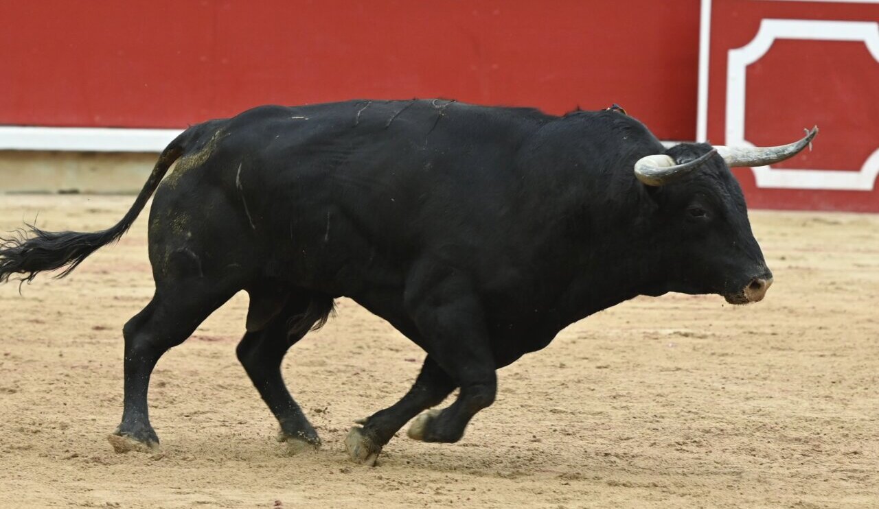 Victoriano del Río: sonó la Campanilla (La 3ª corrida de San Fermín, en imágenes)