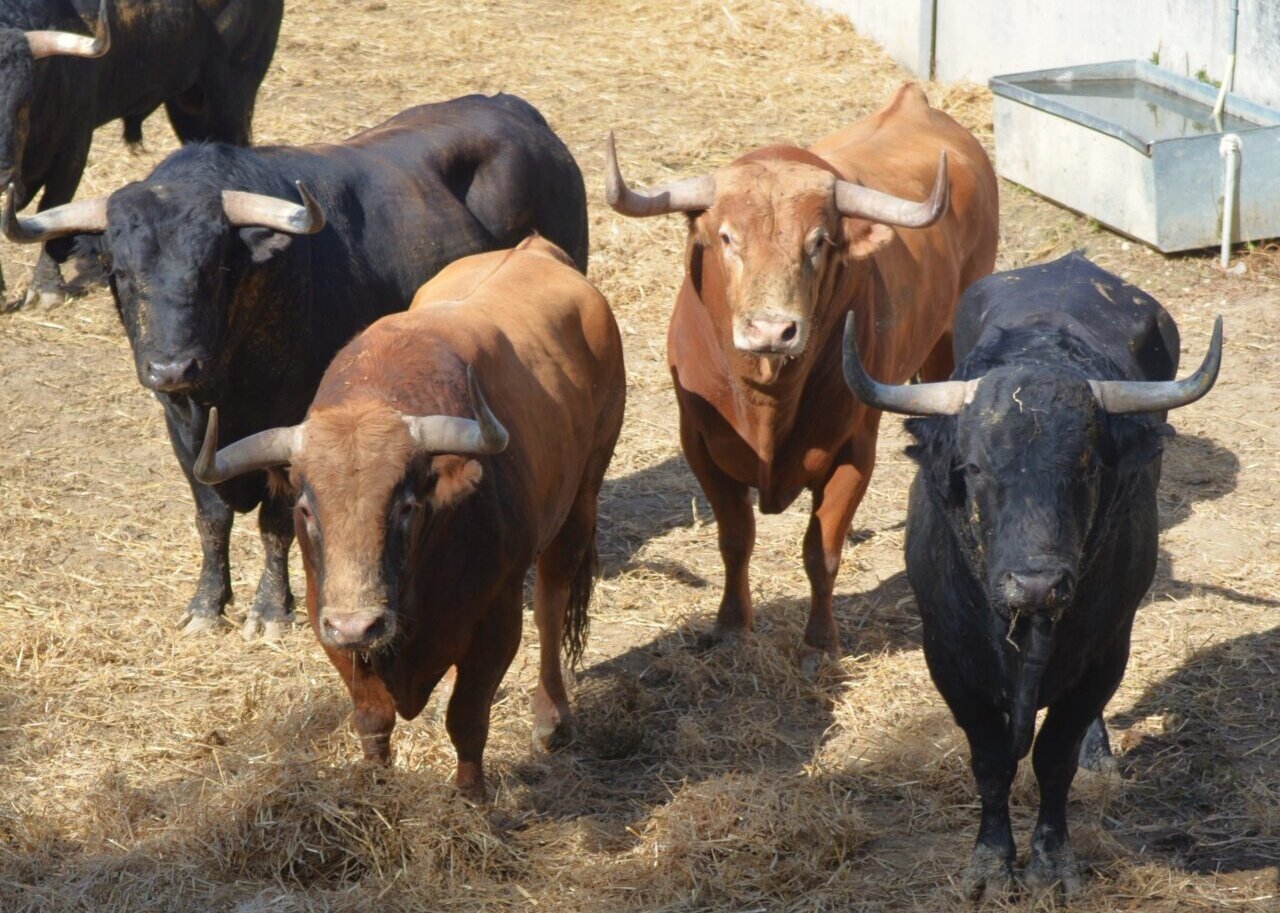 Los toros de Domingo Hernández, los quintos en llegar a los Corrales del Gas