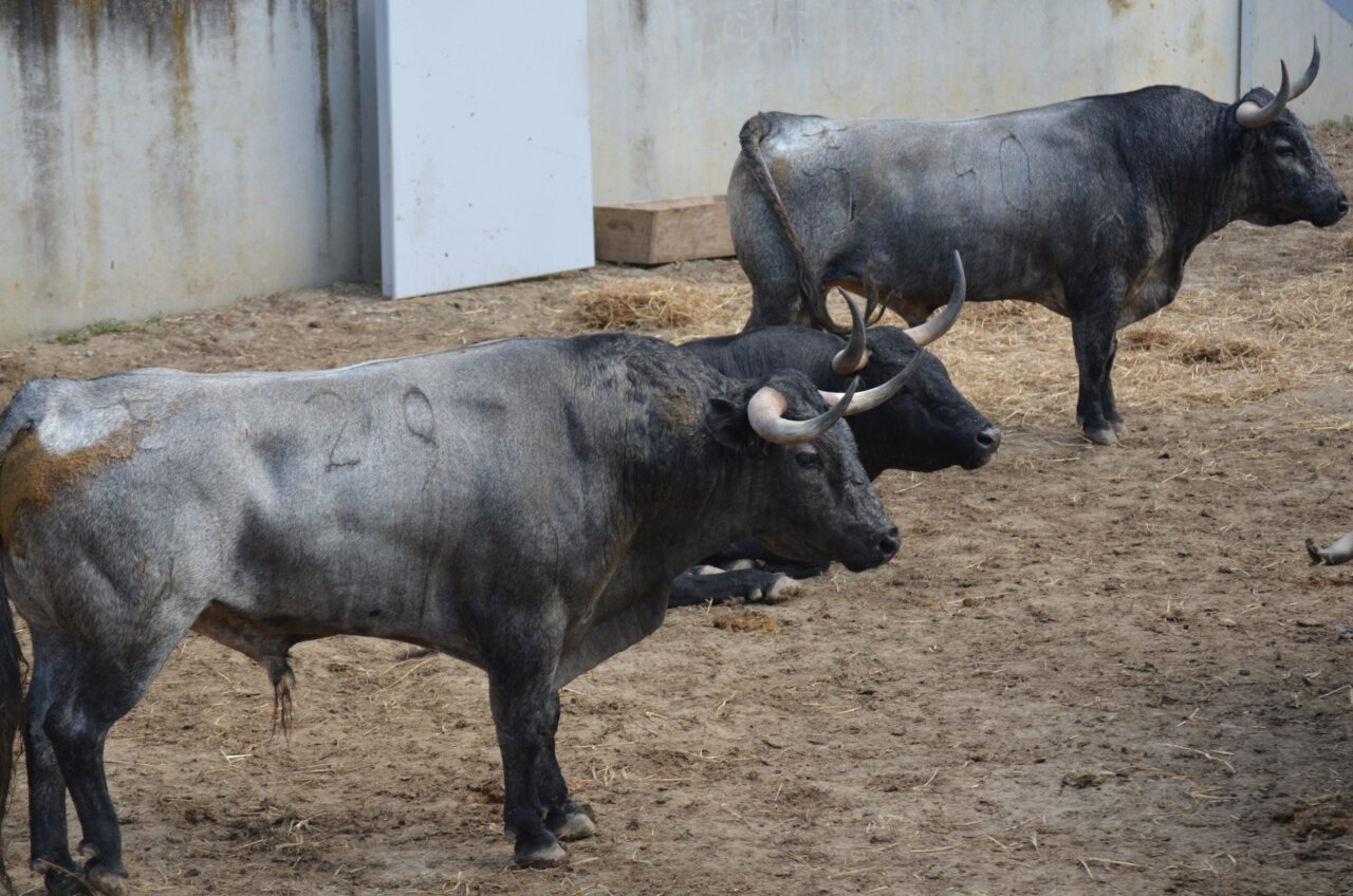 José Escolar llega a los Corrales del Gas con siete toros