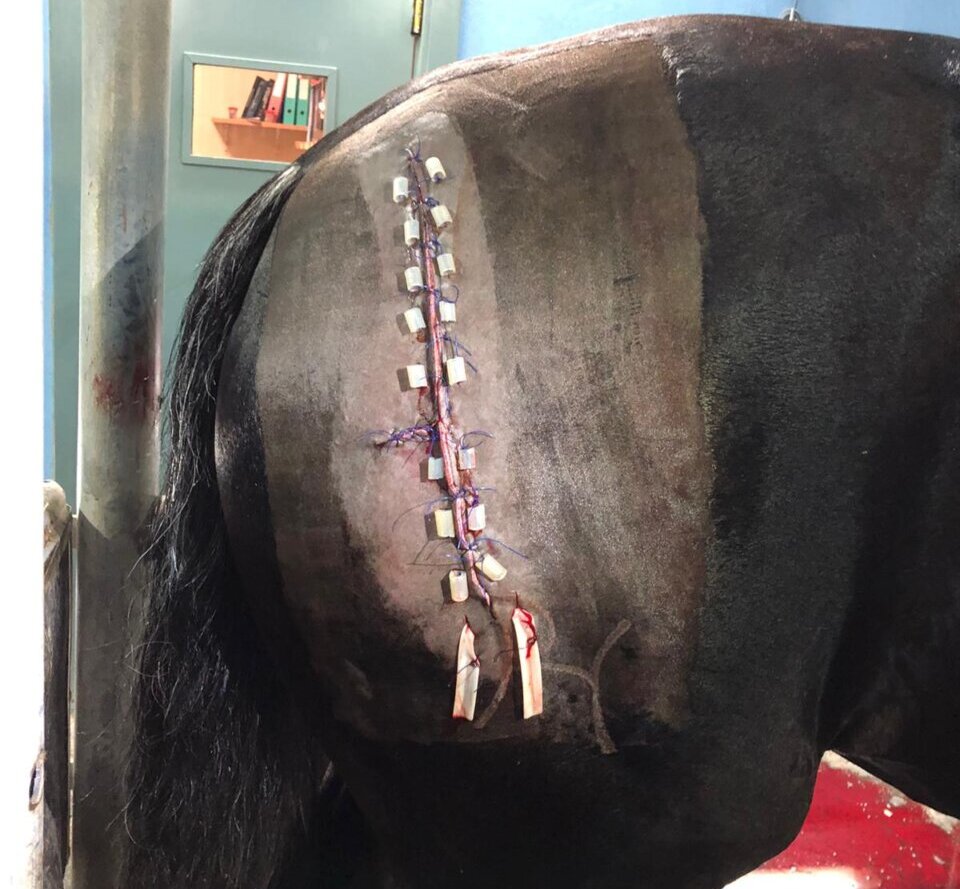 Miguel Valdés y Juan Muñoz, sobre "Regaliz": "Sus ganas de ponerse delante del toro han sido una ayuda en esta reaparición tan rápida"