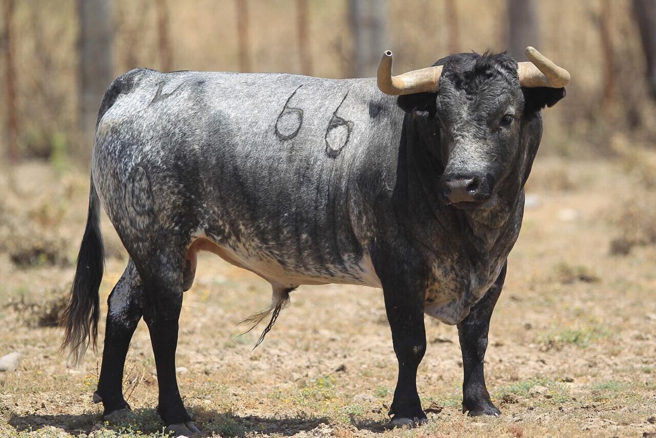 Belleza de Ana Romero para Azpeitia: así es la corrida para San Ignacio