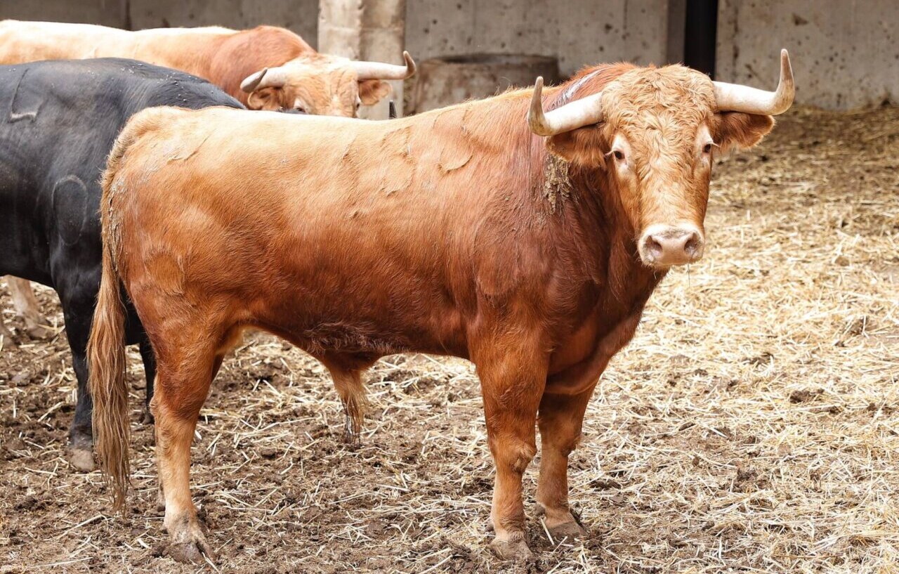 Sorteados los de Domingo Hernández para la despedida de Ponce y el regreso de Morante en Santander