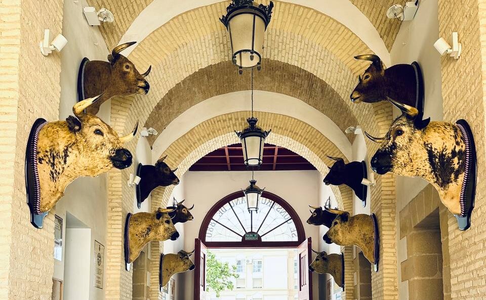 Los ensabanados y colorados de Osborne vuelven a El Puerto