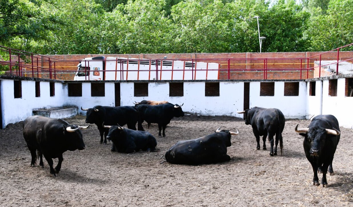 Seis toros de Román Sorando para esta tarde en Burgos
