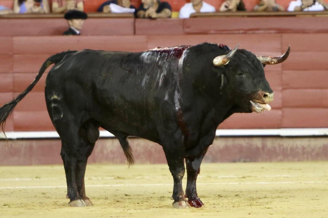 Escondido, un toro histórico de Santiago Domecq