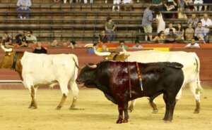 Escondido, el bravo toro de Santiago Domecq indultado en Valencia. Foto: Antonio Vigueras