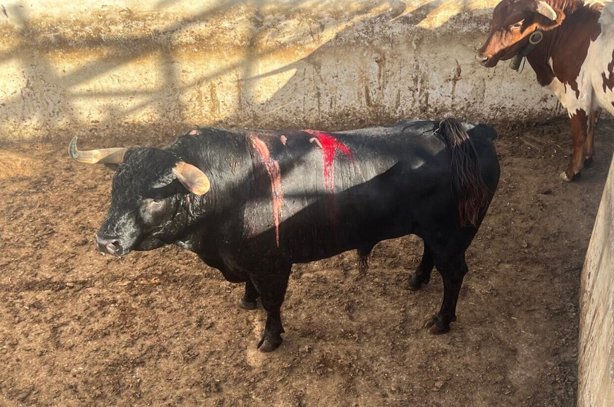 Escondido ya se recupera en la dehesa