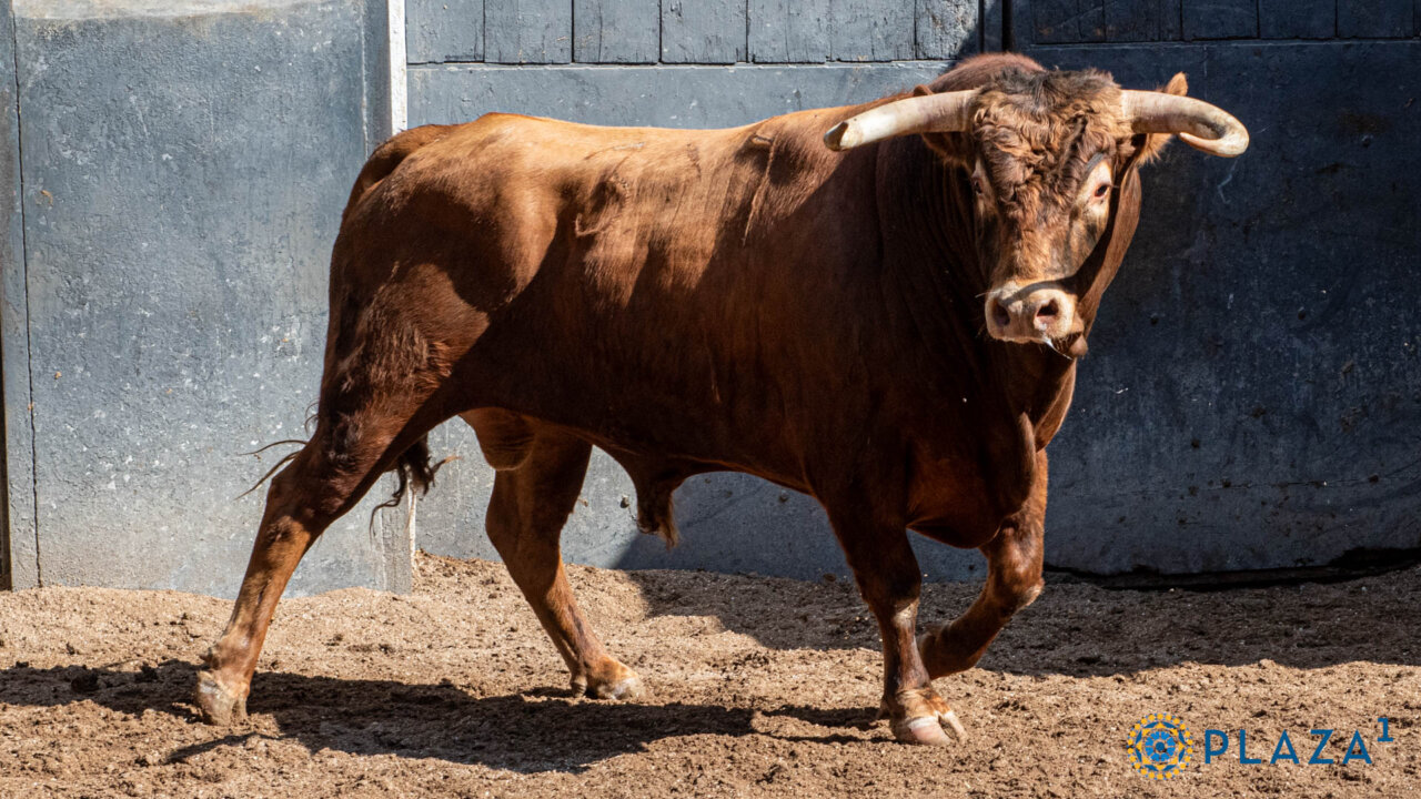 Sorteados los novillos de Talavante y El Freixo para la final de Cénate Las Ventas